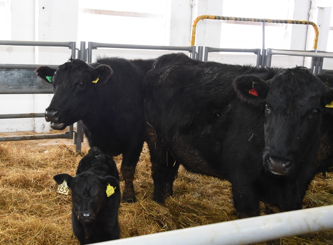 Алматы облысында «Абердин Ангус» тұқымды ірі қара өсіріледі