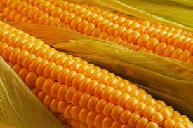 Жүгеріден сусын, қарбыздан шәрбат әзірлейді