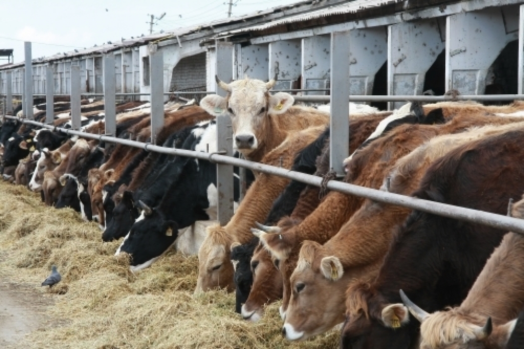 Агроөнеркәсіпті қолдаудың 4 бағыты
