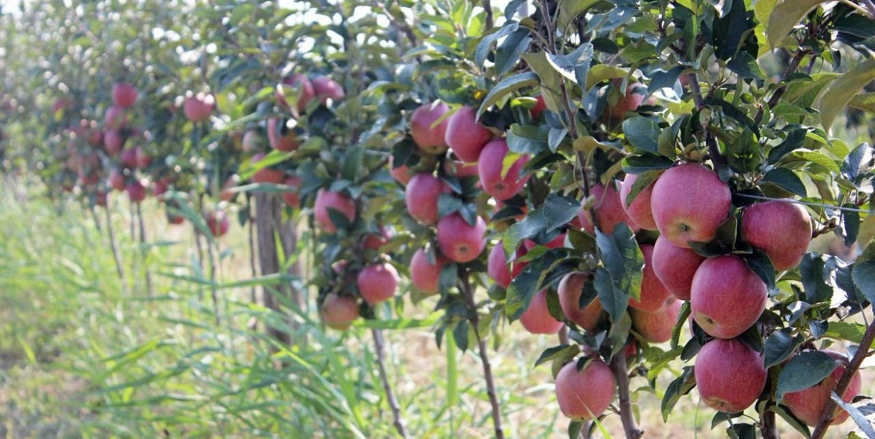 10 жылда 47 мың гектар бақ өсіріледі