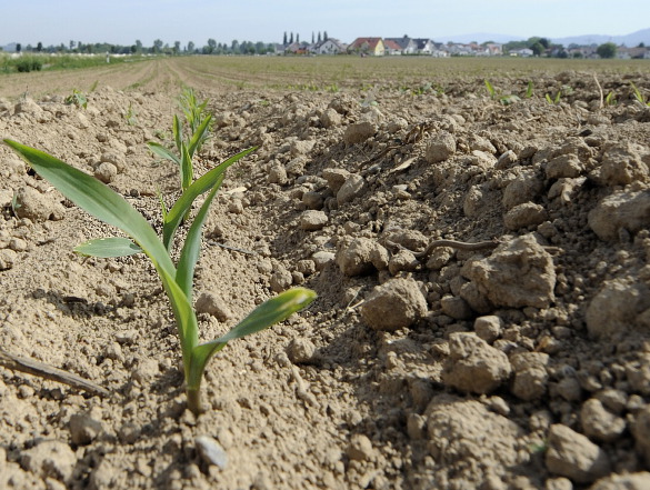 Қостанайда мемлекетке 290 мың гектар жер телімі қайтарылды