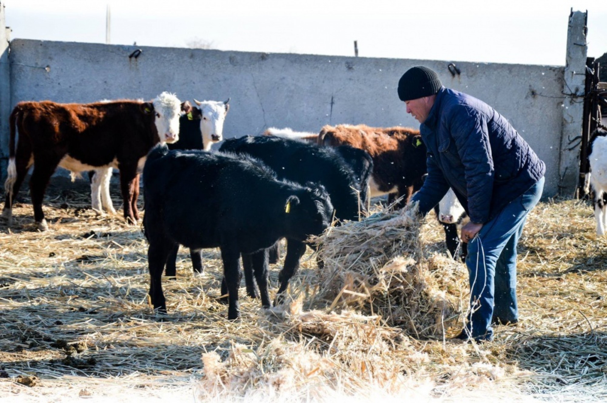 Жетісу шаруалары 497, 5 млн теңге «Сыбаға» алды