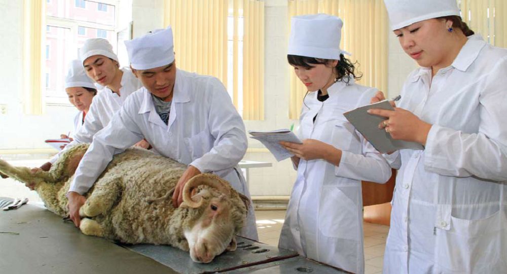 Ветеринария саласына көңіл бөлу қажет
