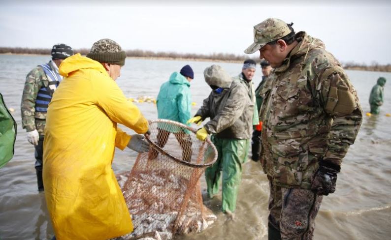 Жайық өзенінен бір сағатта бір тонна балық ауланды