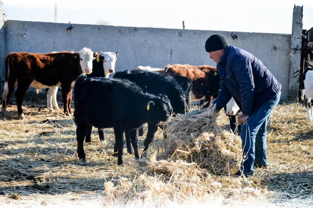Баянауыл ауданында  бруцеллезге ұшыраған мал саны азаймай тұр