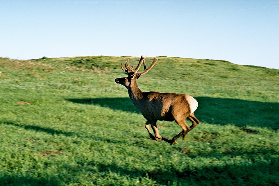 ШҚО-да 4 марал мен 3 теңбіл бұғы еркіндікке жіберілді