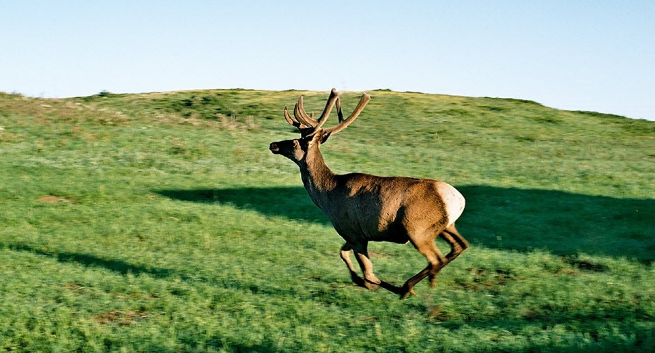 Үлкен есек пен жұқа белдік фото