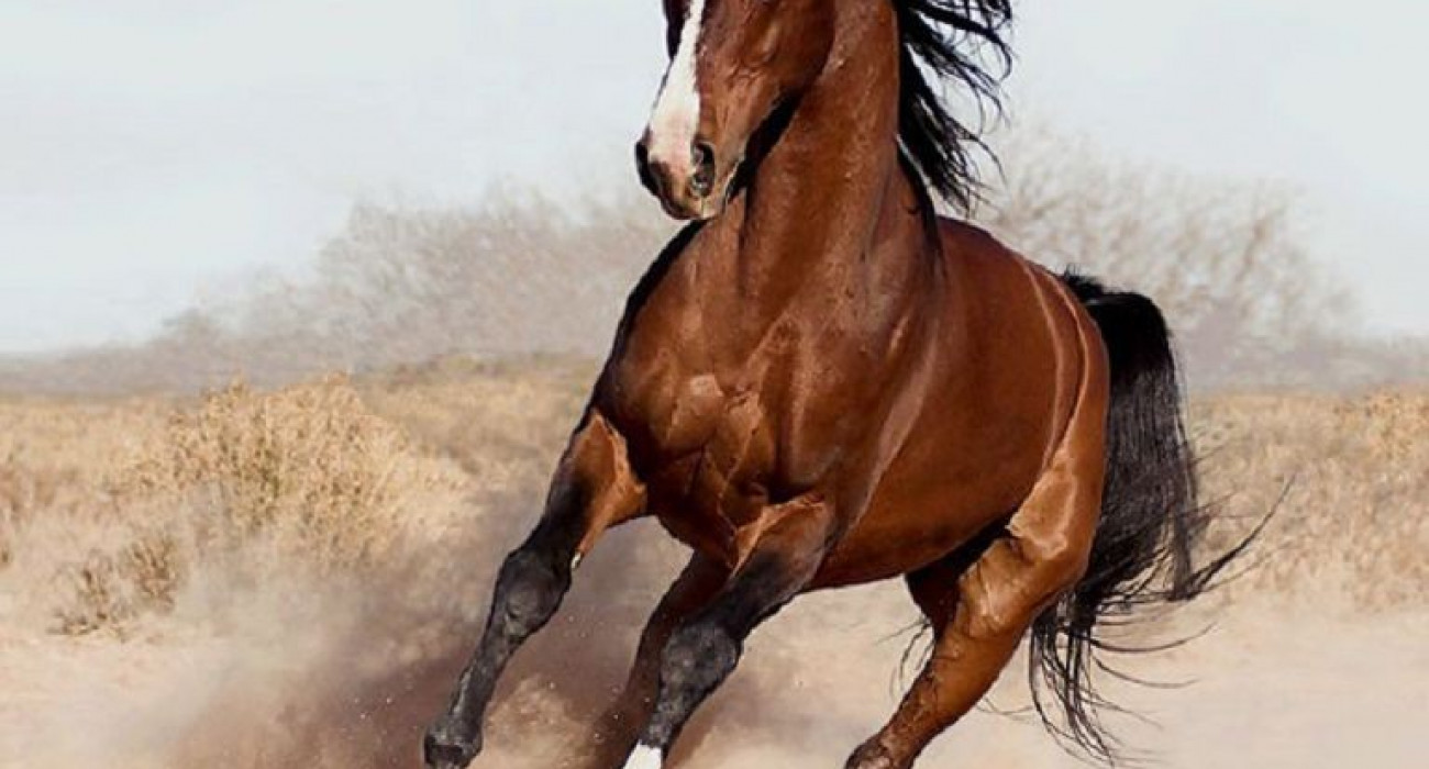 Жыныс мүшесін ұру