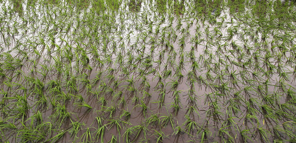 Су тапшылығына ұрынбау керек