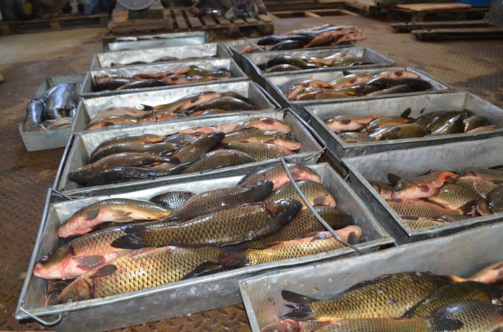 Қызылордада балықтың сазан, ақ амур және дөңмаңдай түрлері өсіріліп жатыр