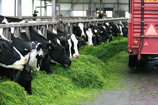 Павлодар облысында сүт фермалары ашылды