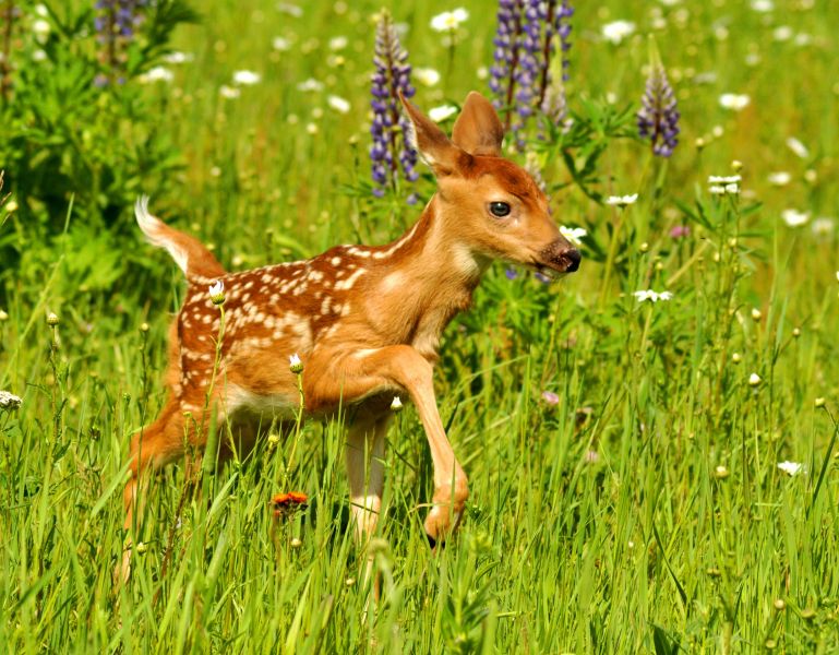 Киік төлдеп, құралайын  өргізген