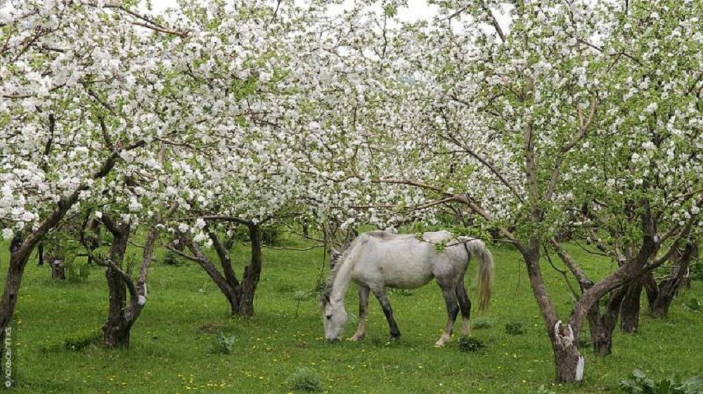 Әкем отырғызған алма бақ