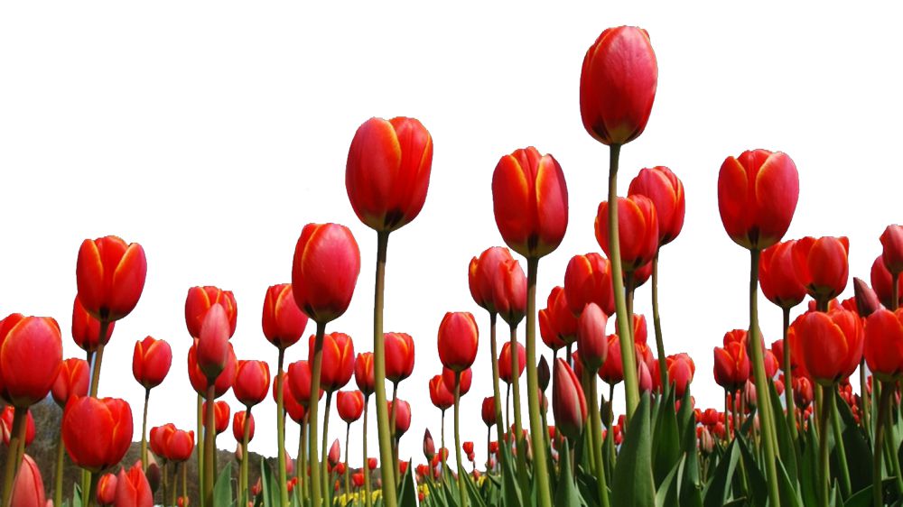 Жауқазын және жапон жігіті