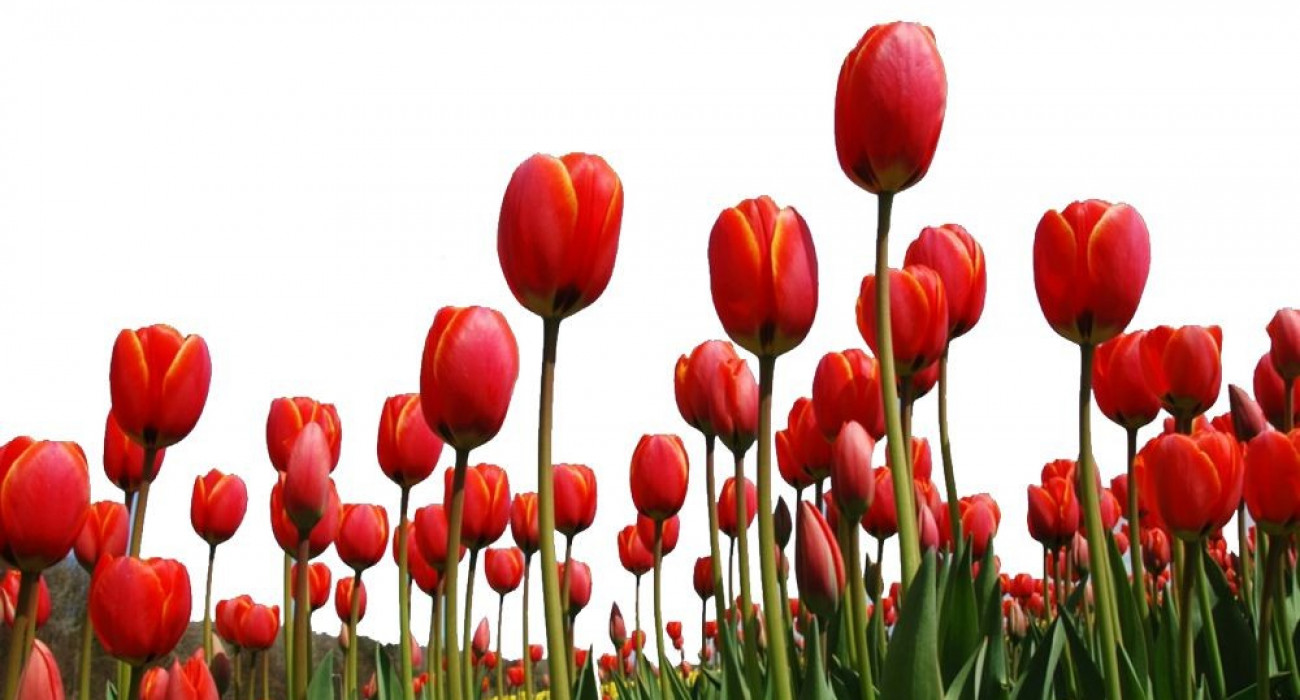 Қыз бикини киеді