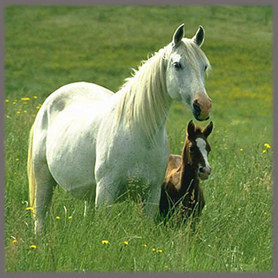 Көк биенің көз жасы (әңгіме)