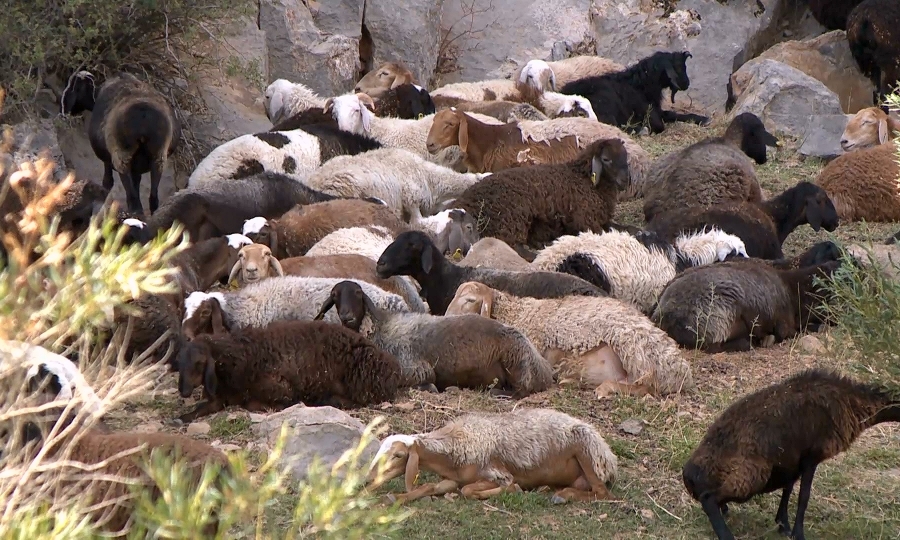 Панфилов ауданында мал басы көбейіп келеді