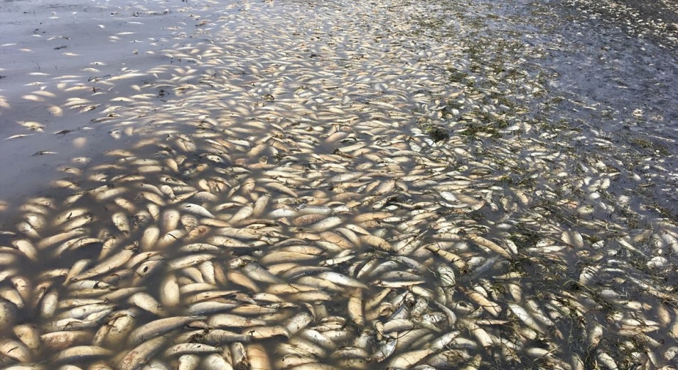 Балықты қырғандар кінәларын мойындады