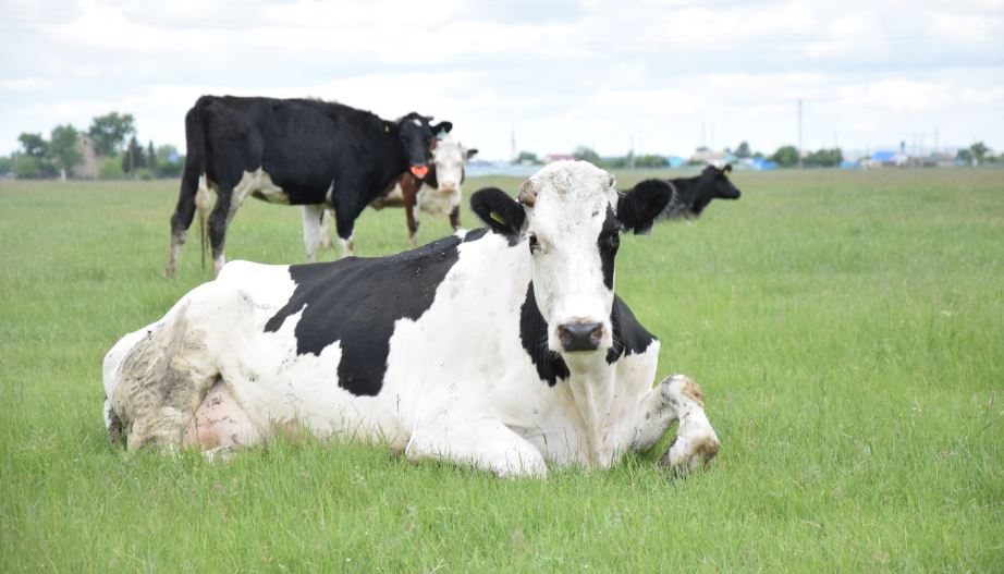Мемлекеттің қолдауымен кәсіп ашқан шаруалар