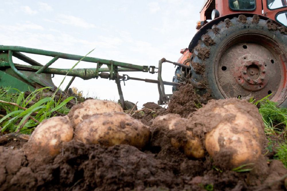 Керекудің көкөнісі – брендтің көкесі