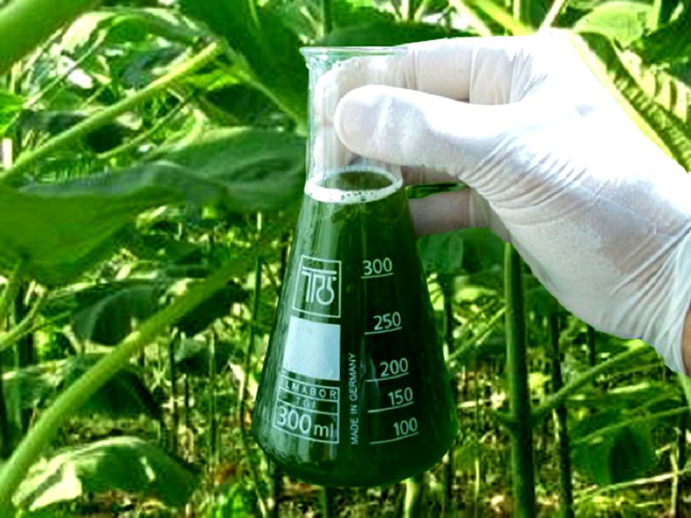 Қалдық шикізатынан – биоотын