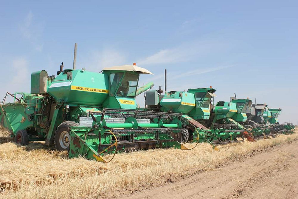 Күнгейде егінге орақ түсті