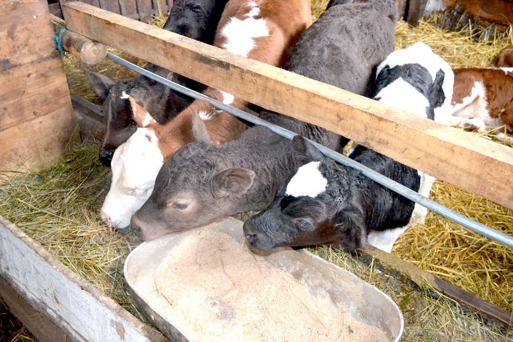 Бурабай ауданында шаруа қожалықтары көбейіп келеді
