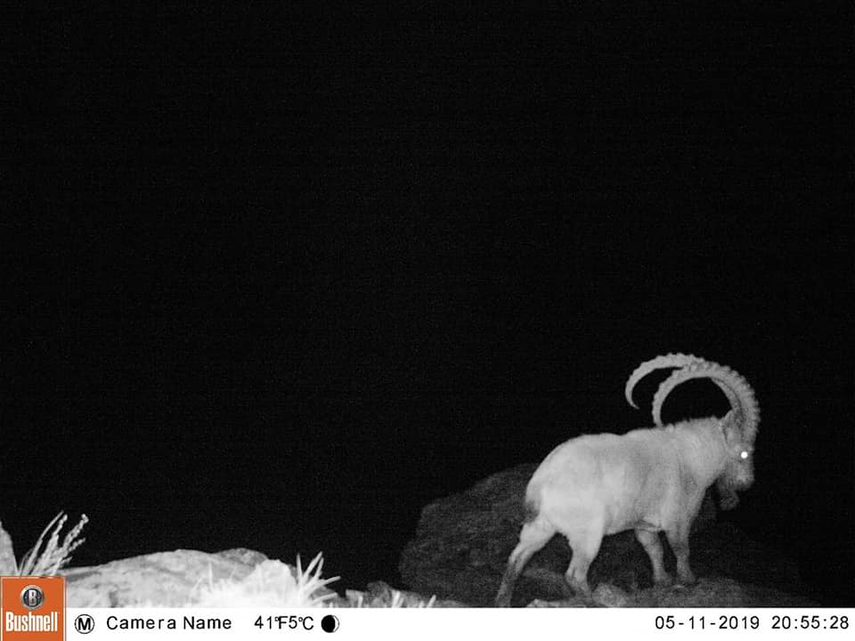 Катонқарағай мемлекеттік ұлттық табиғи паркінде фотоқақпанға түскен суреттер жарияланды