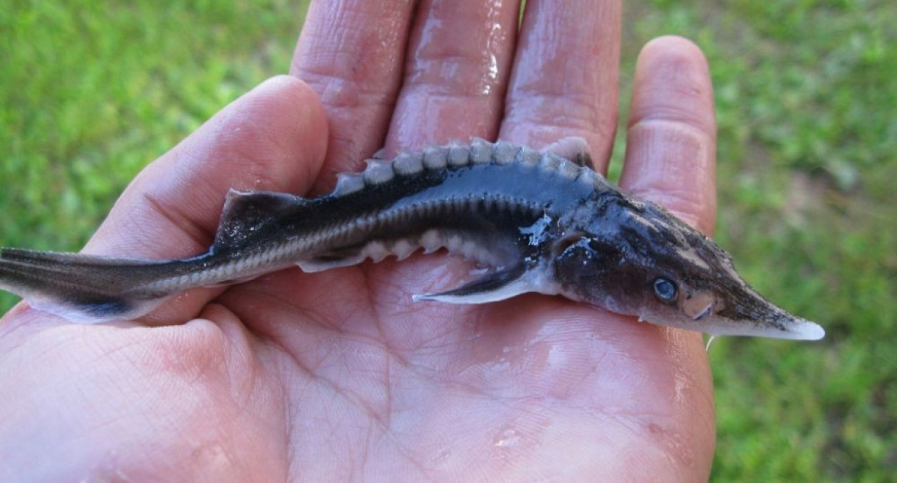 Еркек орыс жігітін силайды Еркек орыс жігітін силайды