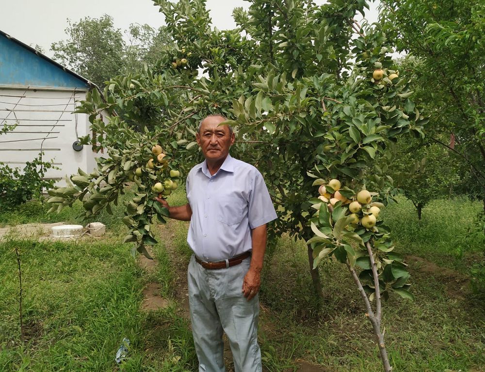 Құмда жайқалған бақ