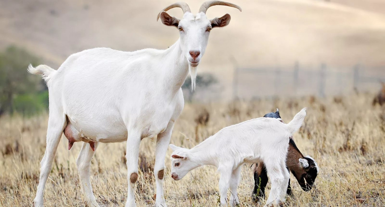 Кортни Кейн әдемі қымбат іш киім киген кеуделі трахает порно Мистермен жыныстық қатынасқа түсуде Порно жұлдыз Лиза Спарксты Варшавадағы секс марафонында көріңіз