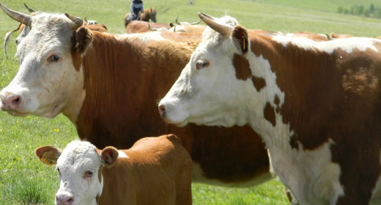 Хана Мантанамен секс видео