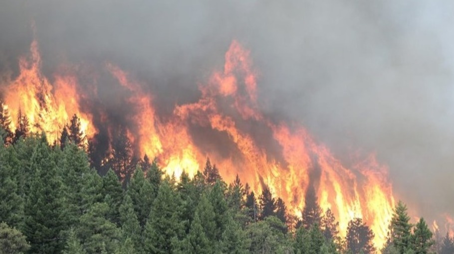 Өртке оранған орман – орасан шығын