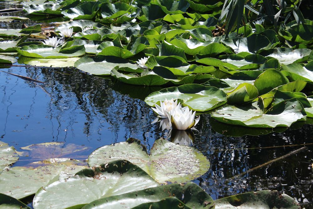 Таңғажайып тұңғиықгүл