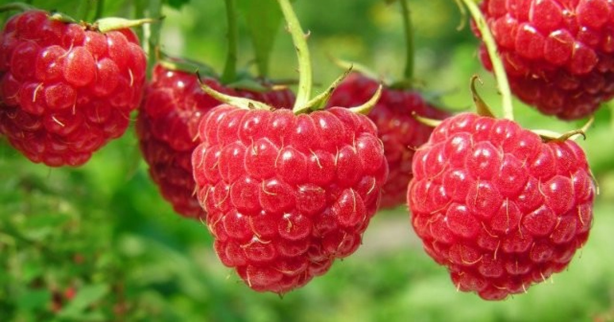 Сиқырлы флейта минет техникасы