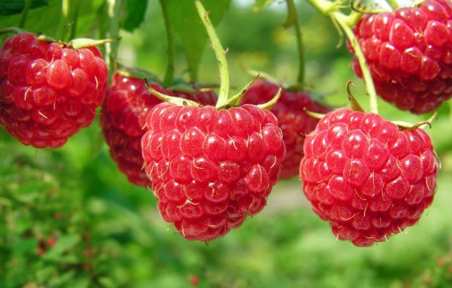 Порнодағы өте әдемі фигурасы бар қыз