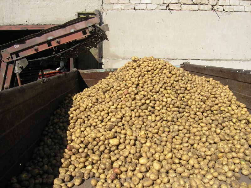 Павлодар облысында 600 тонна картоп жиналмақ