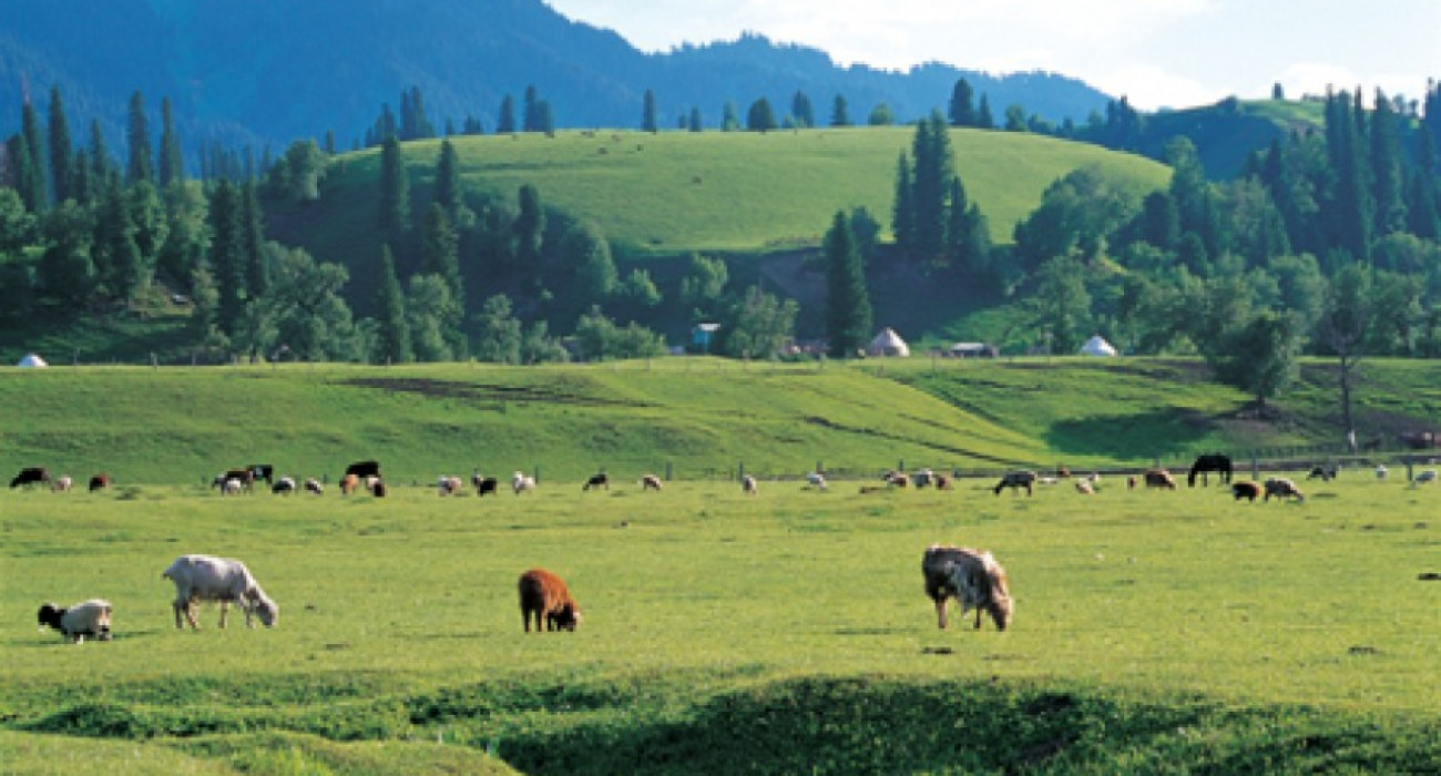 Желідегі төтенше жағдайларда жыныстық қатынас