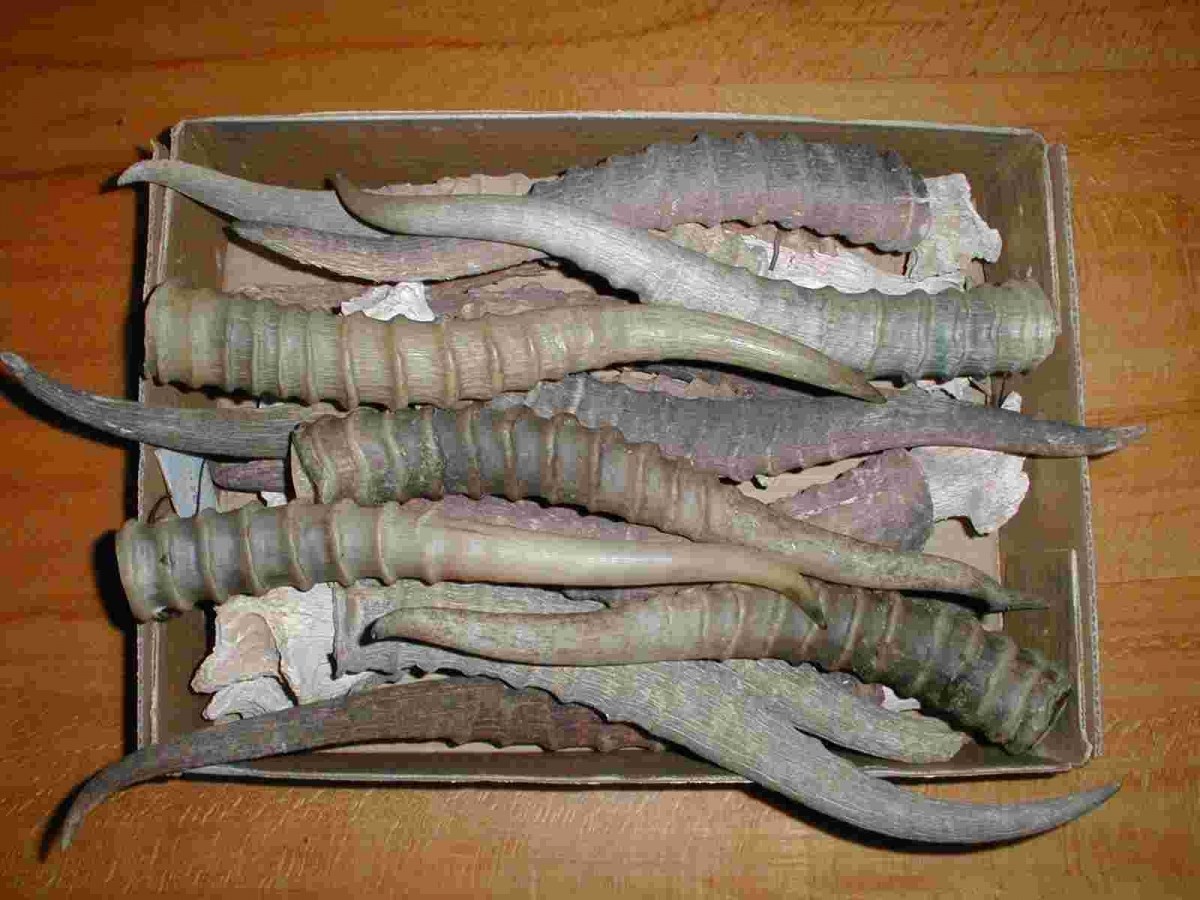 Батыс Қазақстан облысында кесілген киік мүйізі тәркіленді