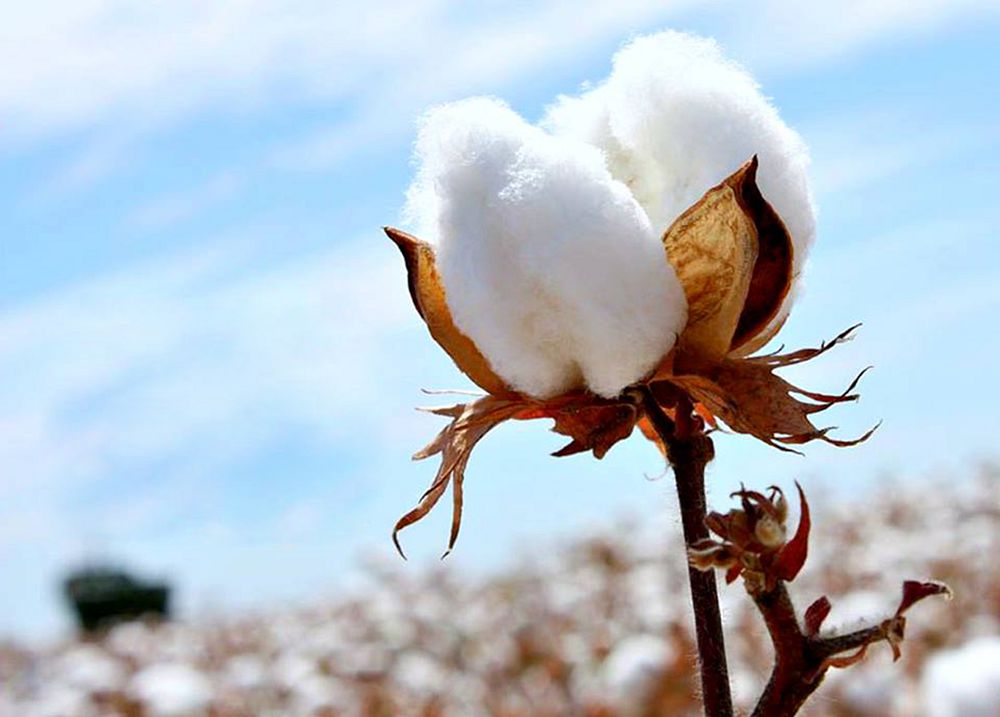 Түстікте мақта терімі басталды