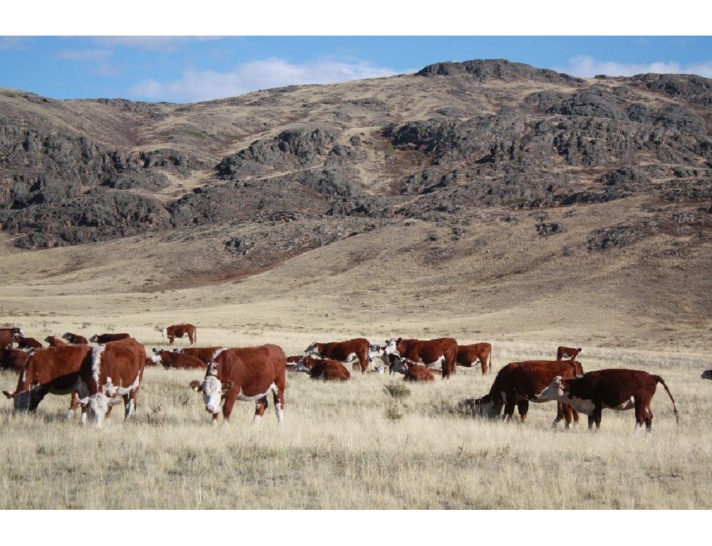 Арқада «Сыбаға» беріліп жатыр