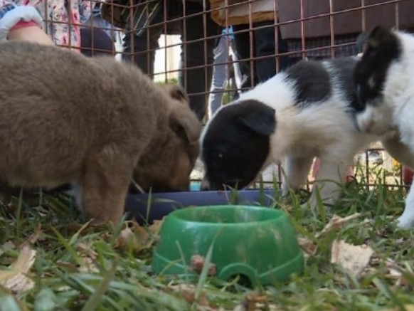 «Мені өзіңмен алып кет»: елордада иесіз қалған үй жануарларының жәрмеңкесі өтті