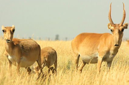 Ақбөкен атқаны үшін айыбын төледі