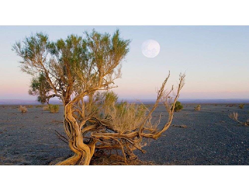 Құм көшкінін  сексеуіл тоқтатады