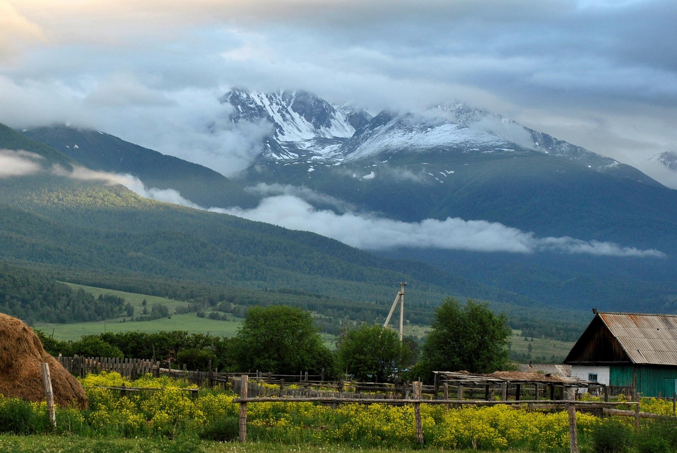 Катонқарағайды қалай сақтап қаламыз?
