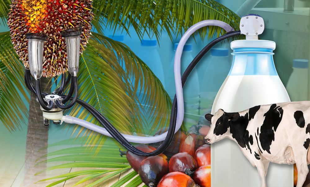 Сүт емес, пальма майын тұтынып жүрміз