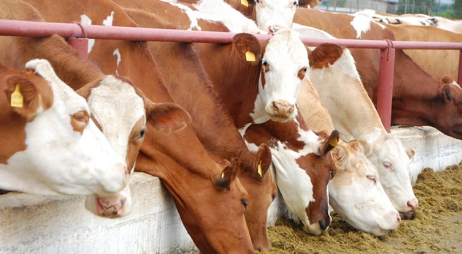 Шетке мал сатуды шектеу керек