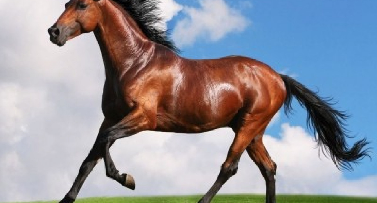 Төсекте жатқан брюнетка қыздың эротикалық фотосы