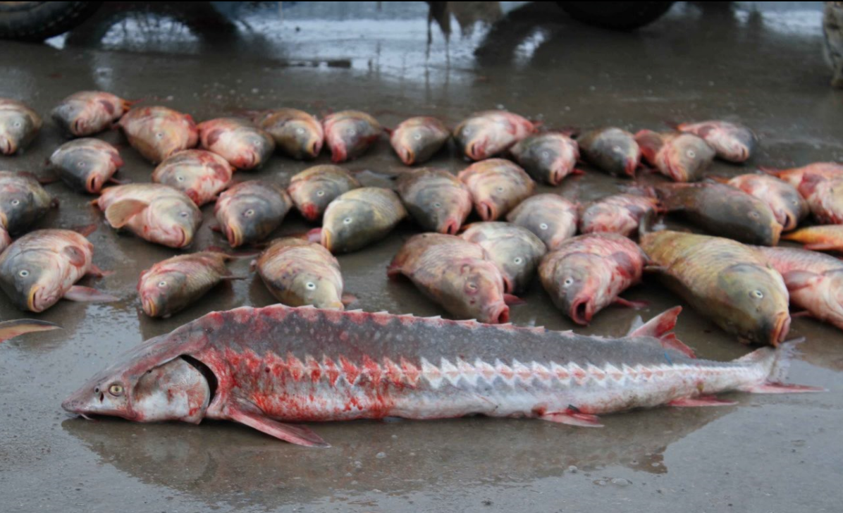 Маңғыстау облысында заңсыз балық аулағандар ұсталды