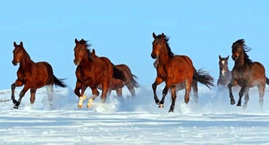Үкімет назарына: Асыл тұқымды жылқыны өсіруге кешенді көзқарас қажет